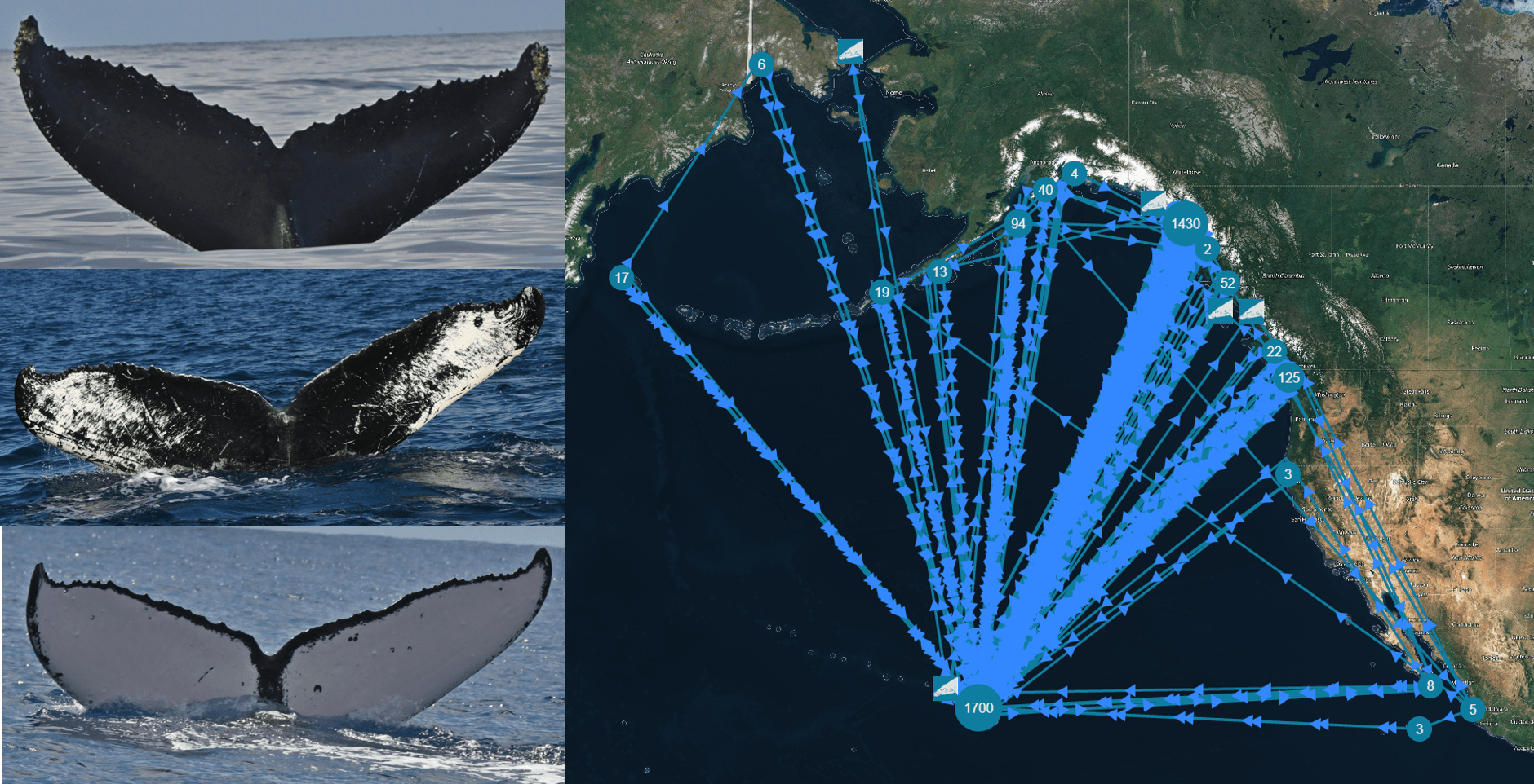 Quantifying humpback whale health across Hawaii and Southeast Alaska. Quantifying humpback whale health across Hawaii and Southeast Alaska.