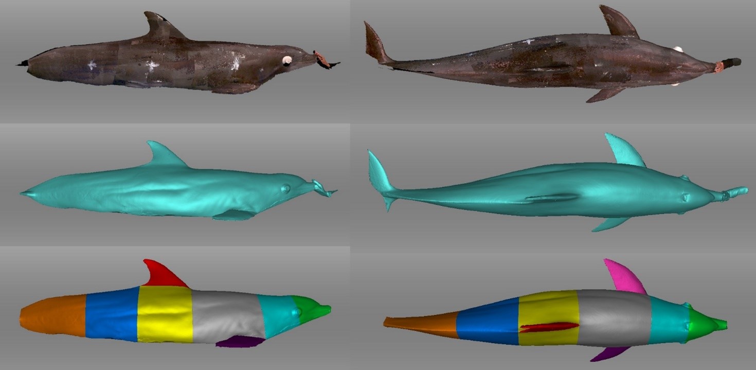 A vibrant collection of fish in various poses, showcasing a range of colors and patterns.