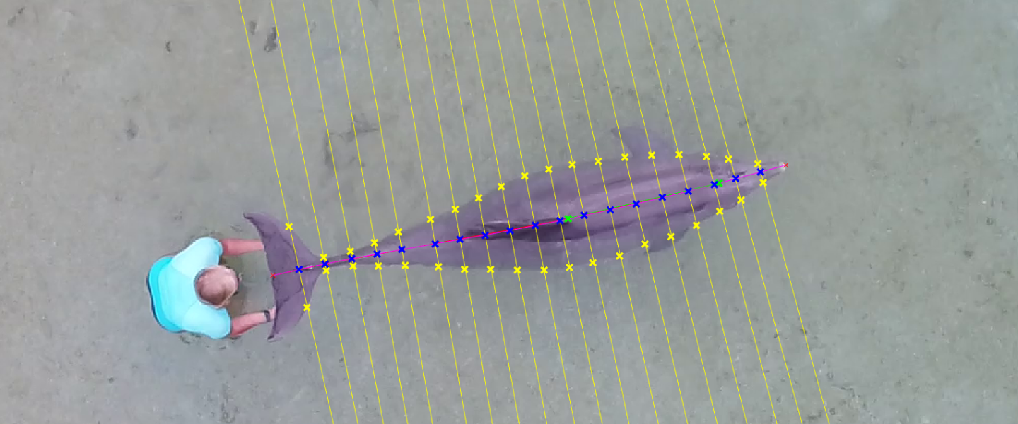 Individual on the ocean holding a whale.