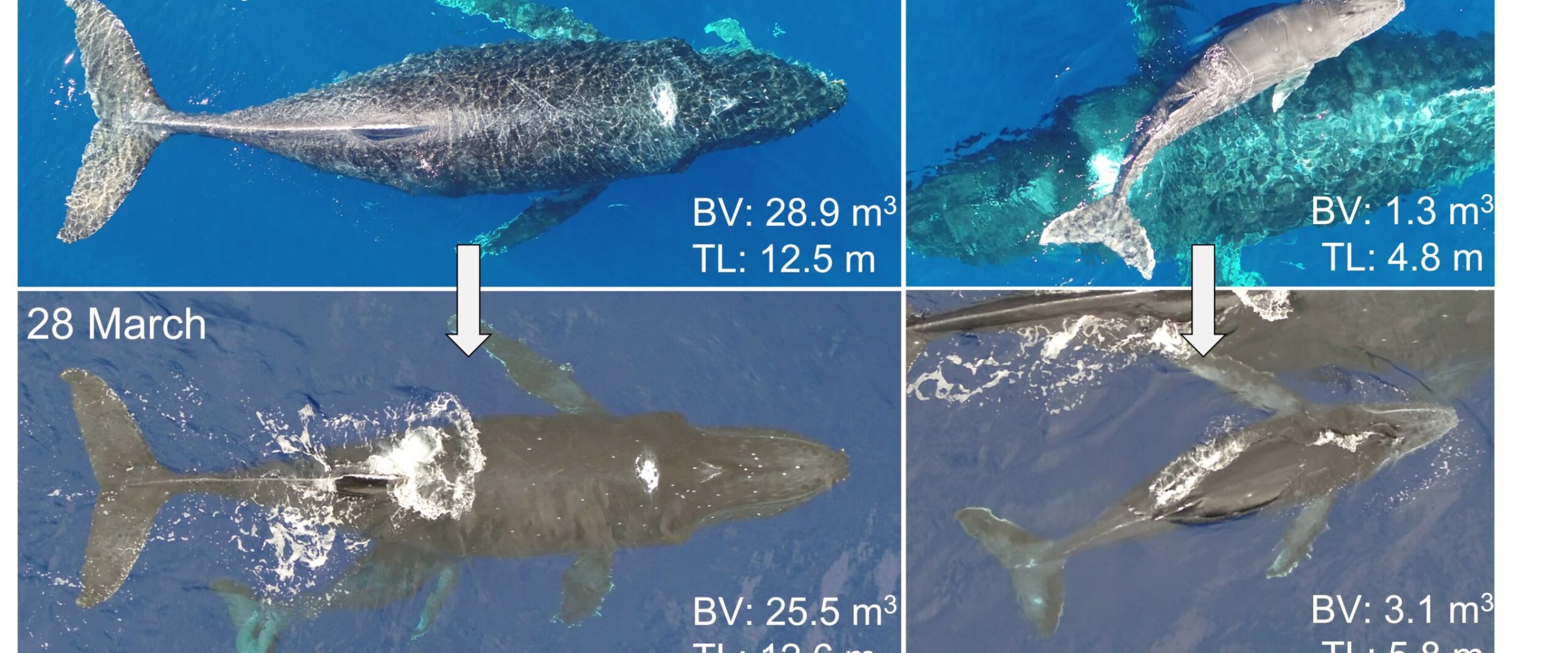Compilation of humpback whale photos showcasing their ocean life. Compilation of humpback whale photos showcasing their ocean life.