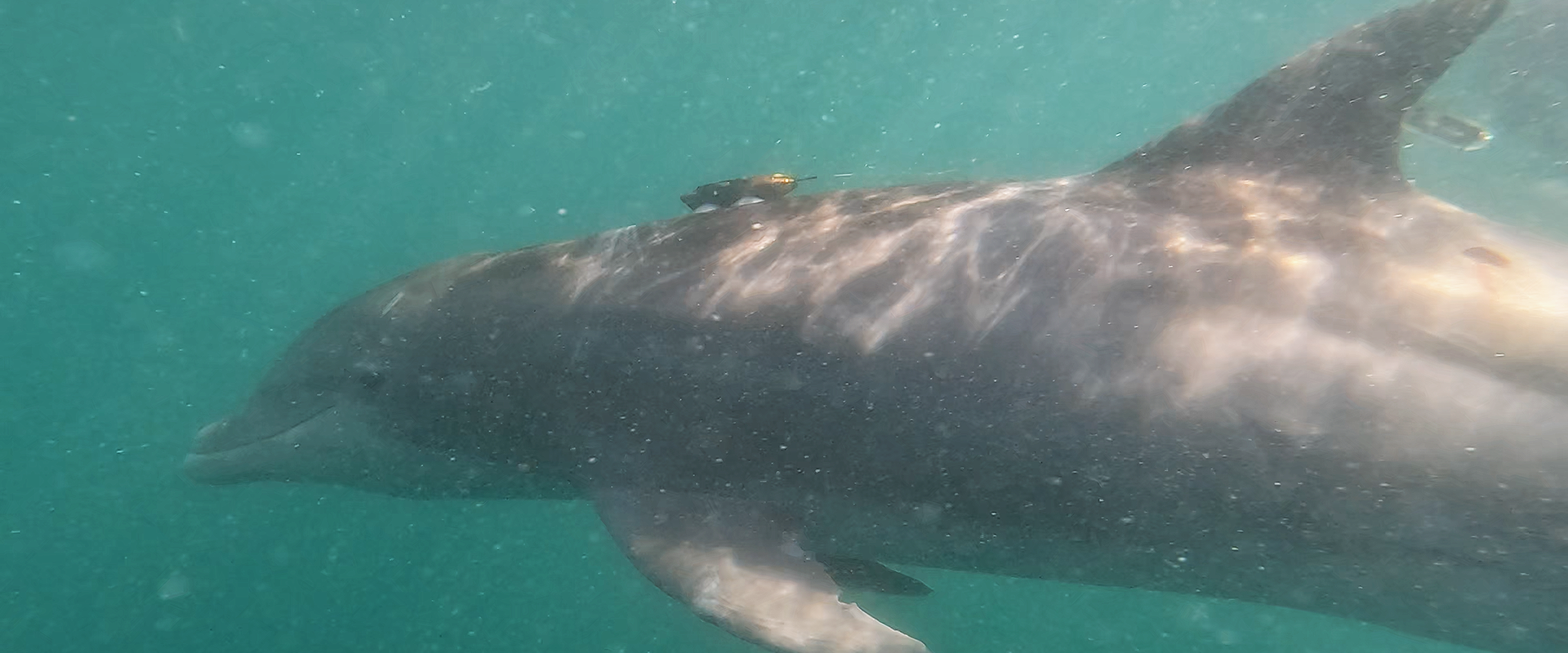 Behavioral and acoustic ecology of offshore dolphins. Behavioral and acoustic ecology of offshore dolphins.