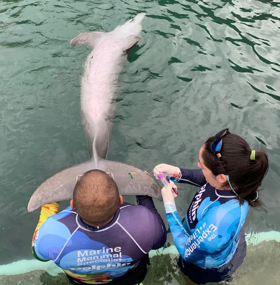 Quantitate oxytocin in bottlenose dolphins. Quantitate oxytocin in bottlenose dolphins.