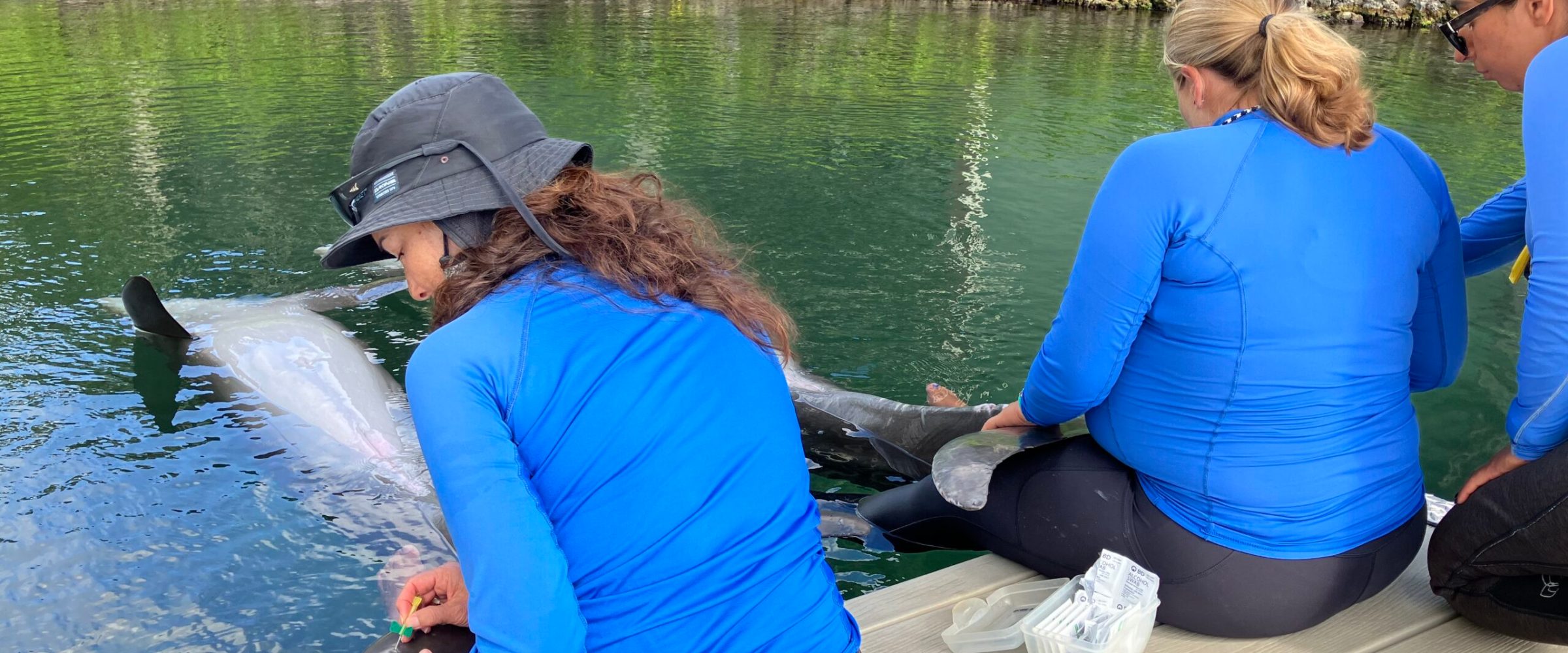 An integrated physiology and proteomics analysis on dolphins. An integrated physiology and proteomics analysis on dolphins.