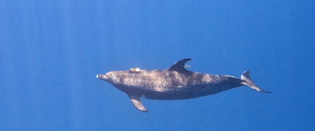 Behavioral and acoustic ecology of offshore dolphins. Behavioral and acoustic ecology of offshore dolphins.