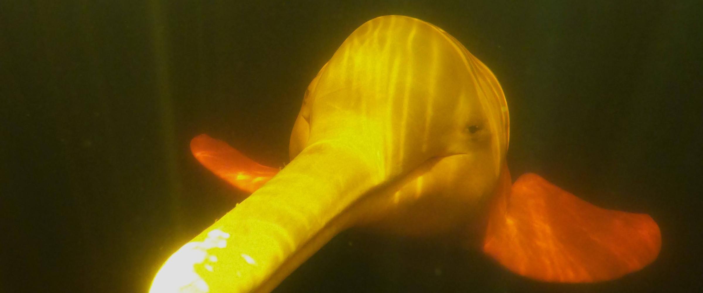River Dolphin underwater