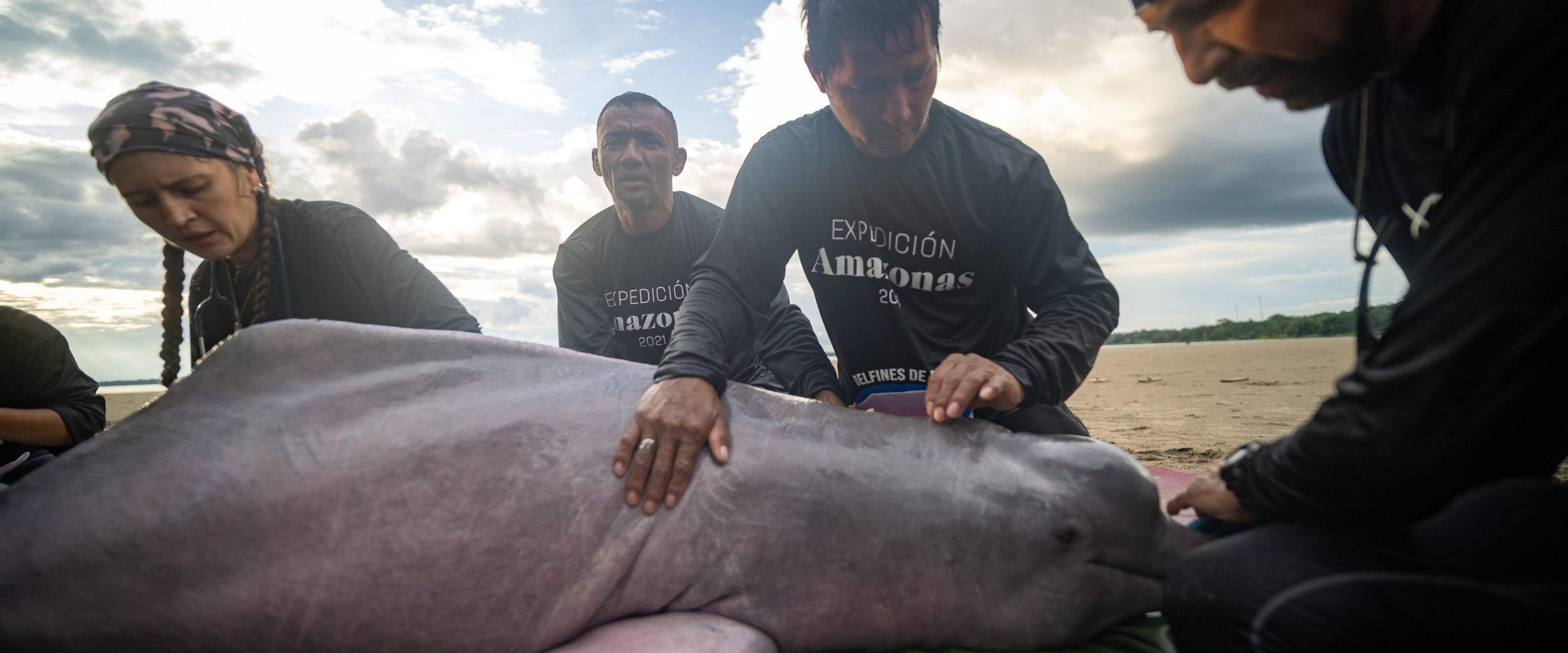Group helping a dolphin out of water
