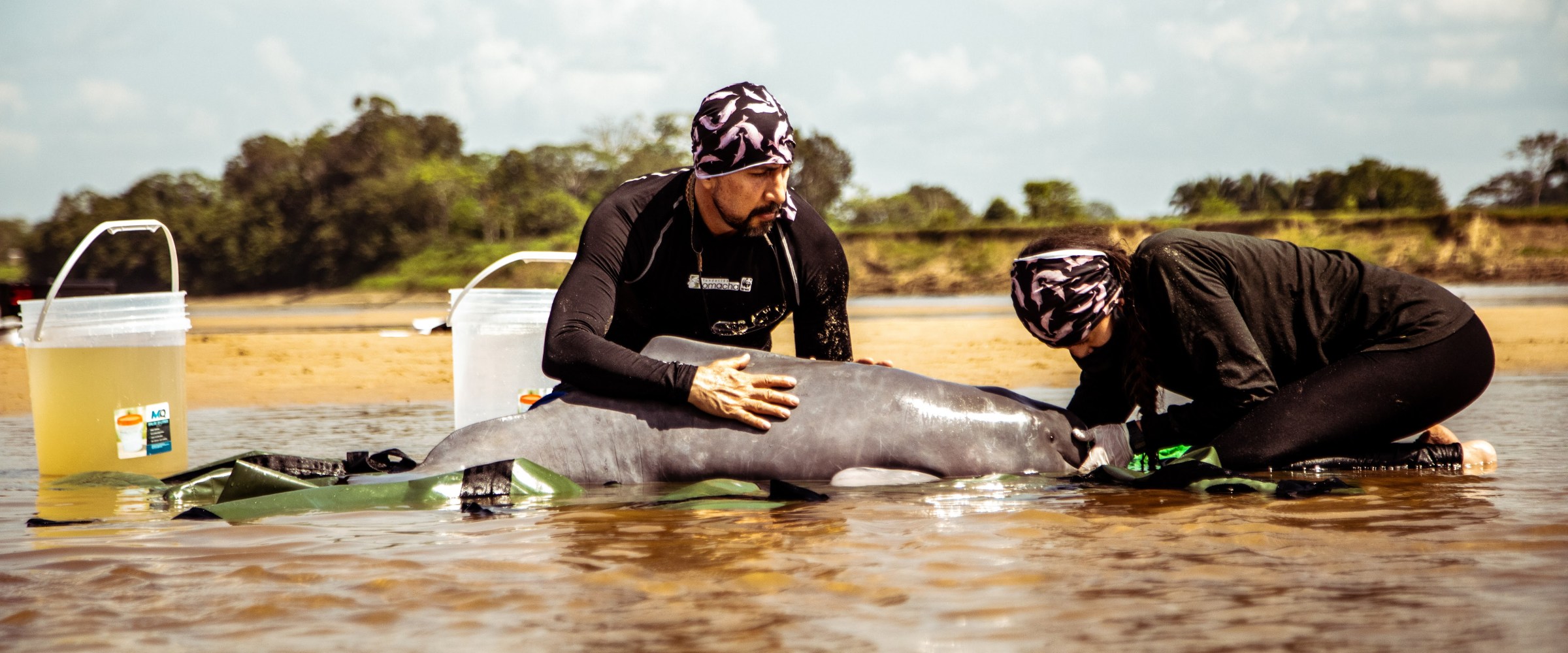 Two people helping a dolphin stay wet out of water