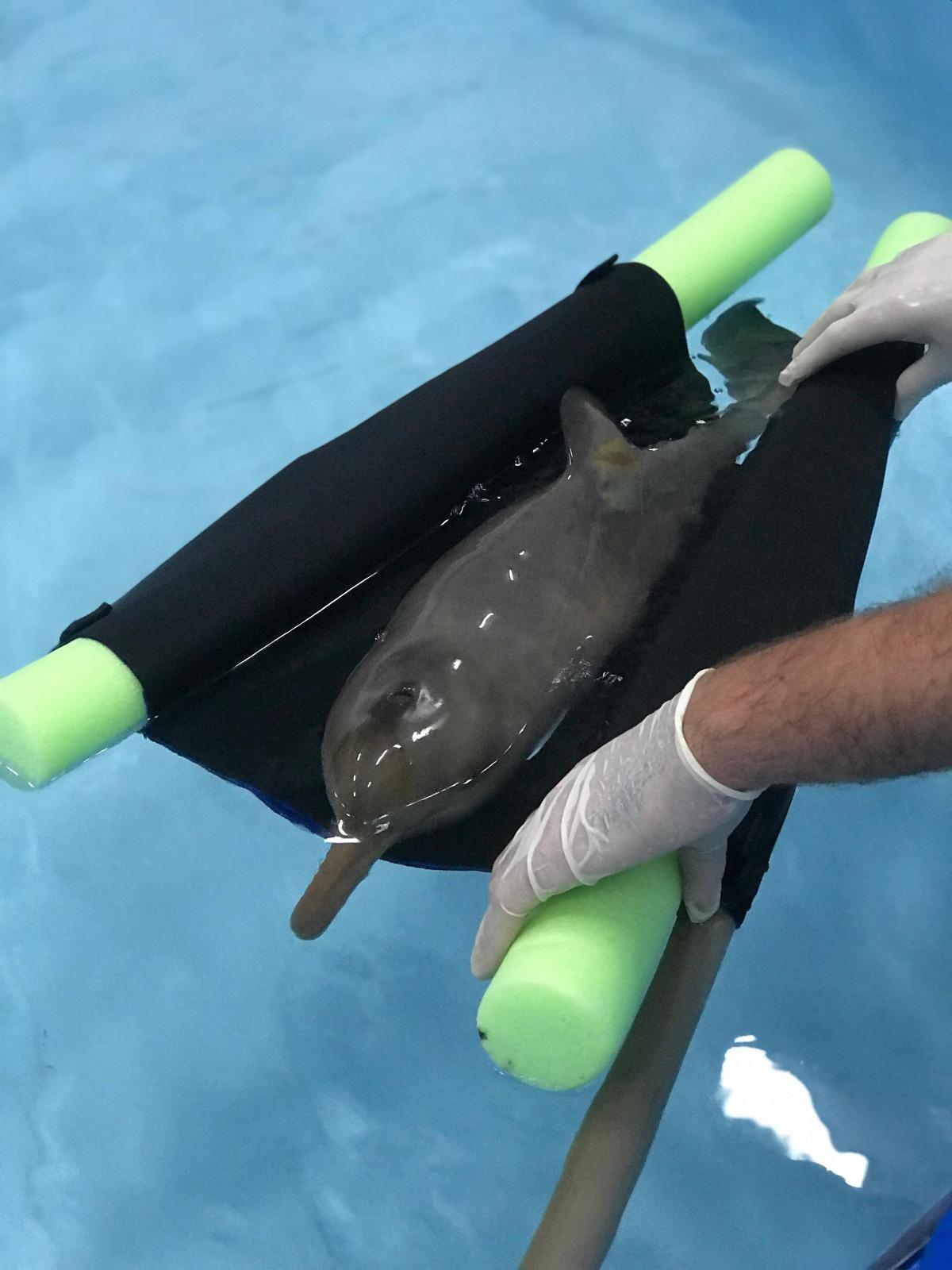 small african dolphin being put into water