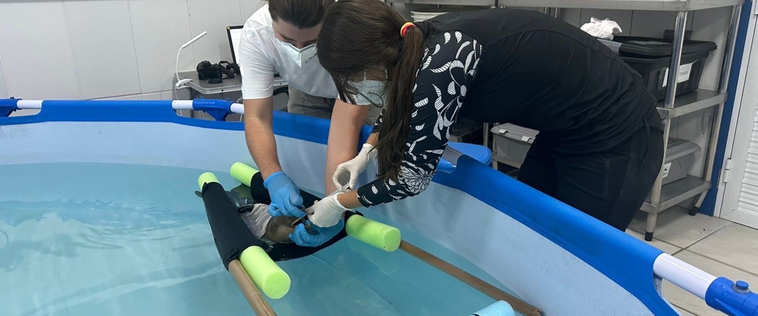 Two people help feed a baby dolphin in water