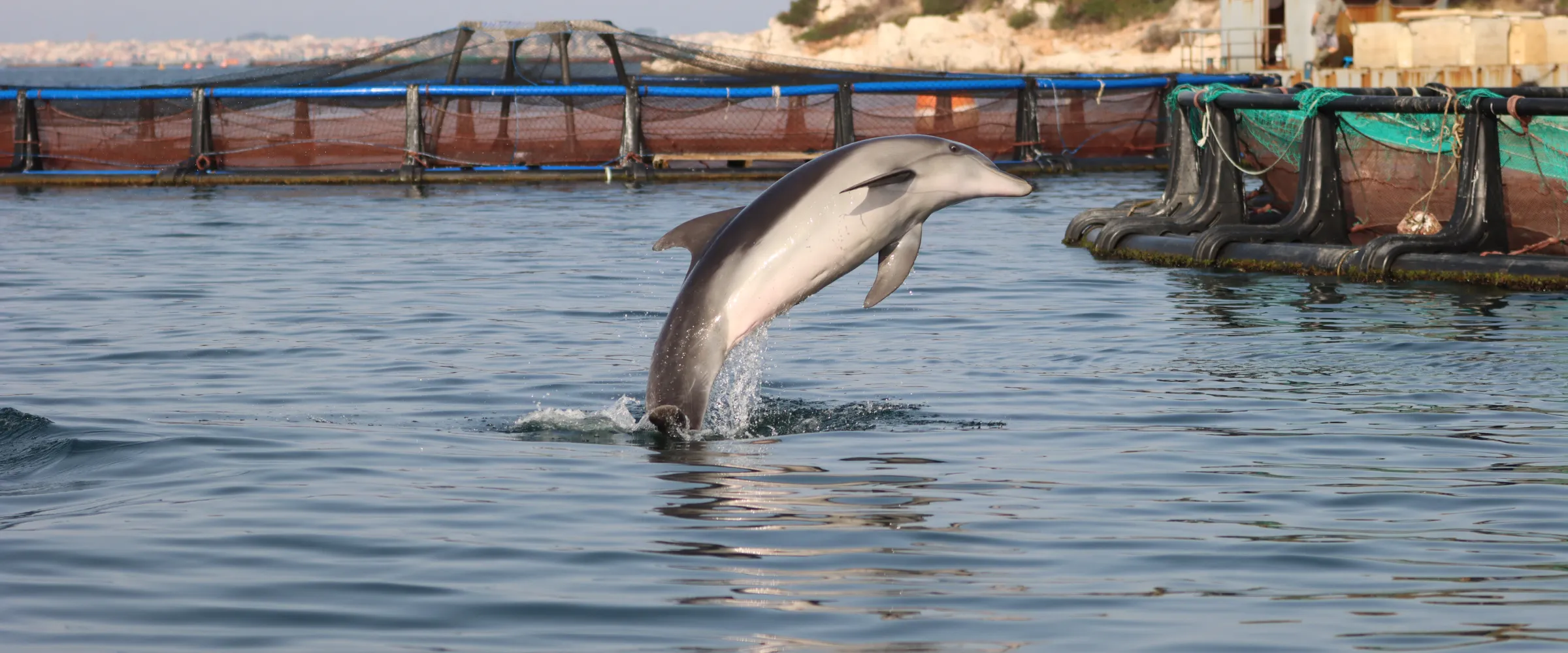 TETHYS_Tursiops-FishFarm_GulfAmbracia_JoanGonzalvo(1) Sarasota Dolphin Research Program, Brookfield Zoo Chicago | Tethys Research Institute Greece