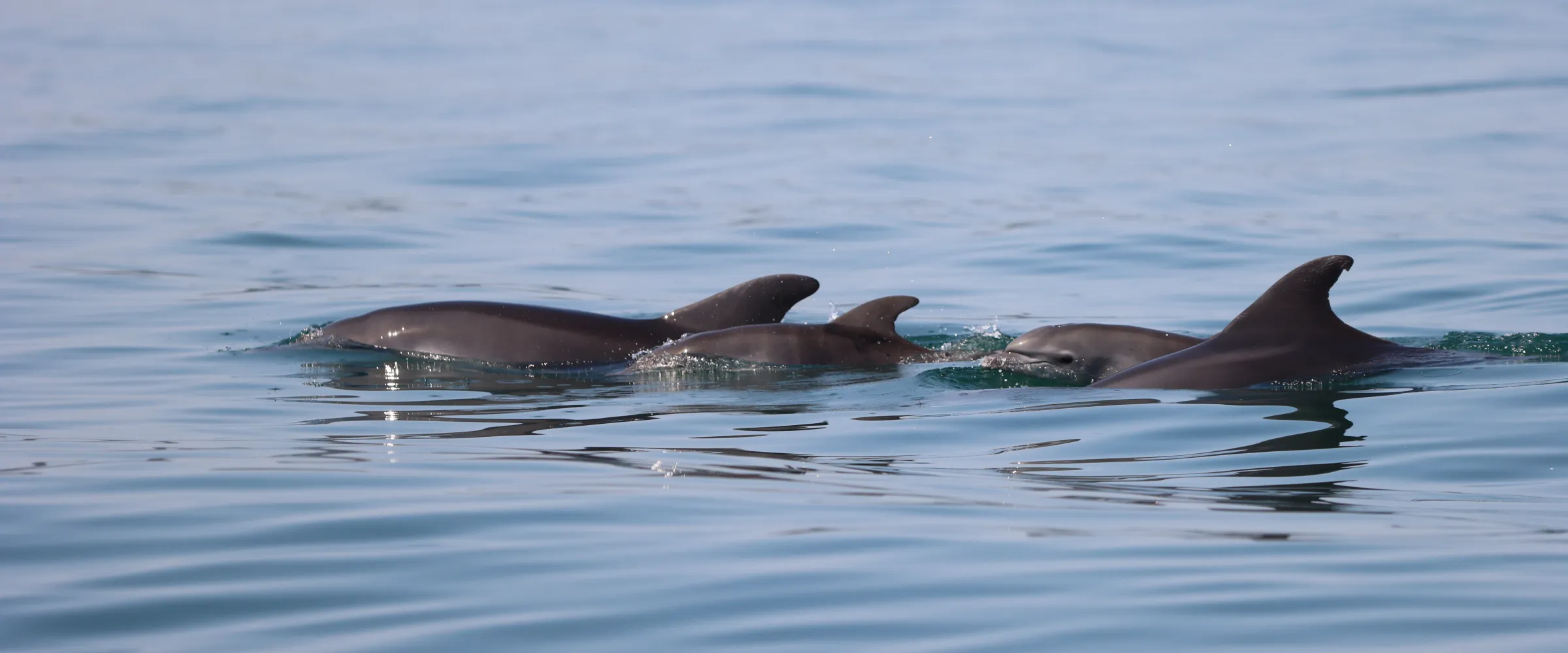 TETHYS_Tursiops-calves_GulfAmbracia_JoanGonzalvo Dolphin Calves Swimming