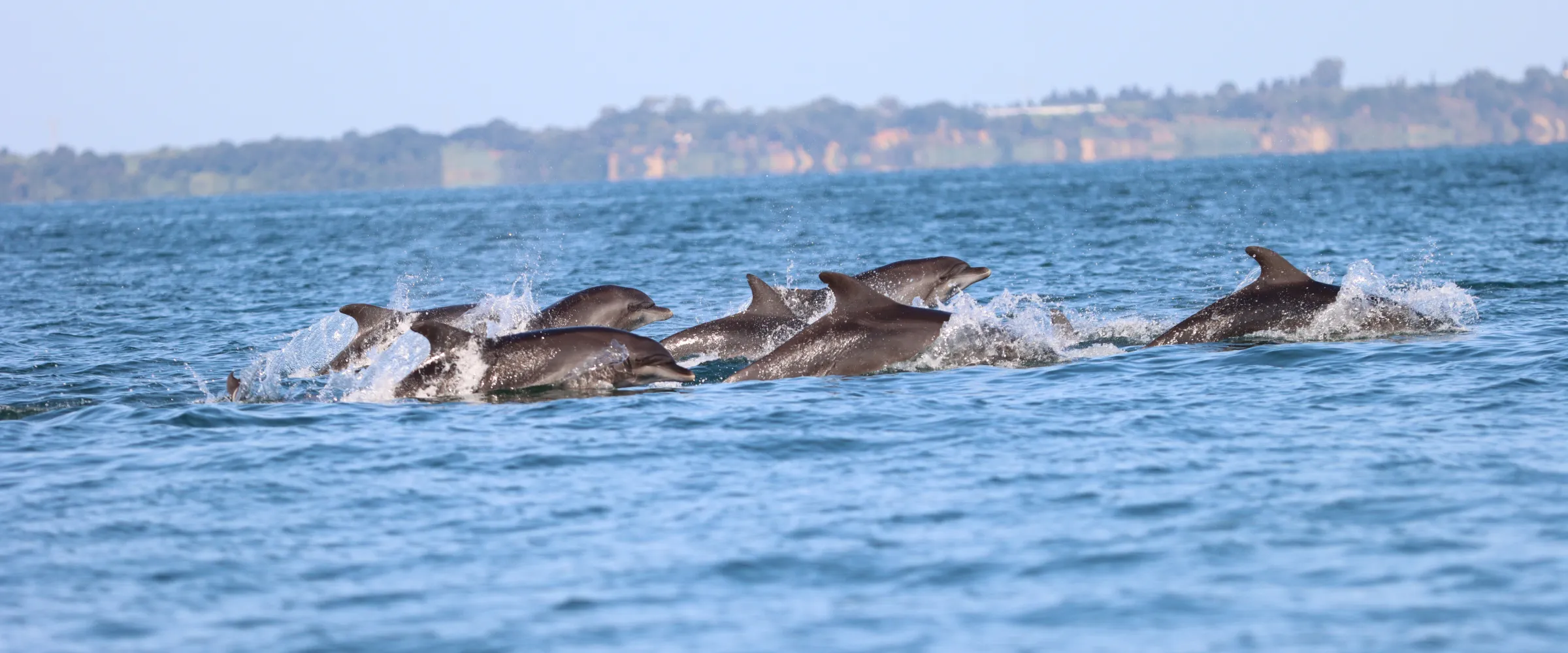 TETHYS_Tursiops_GulfAmbracia_CarmenAndres Pod of Dolphins Jumping