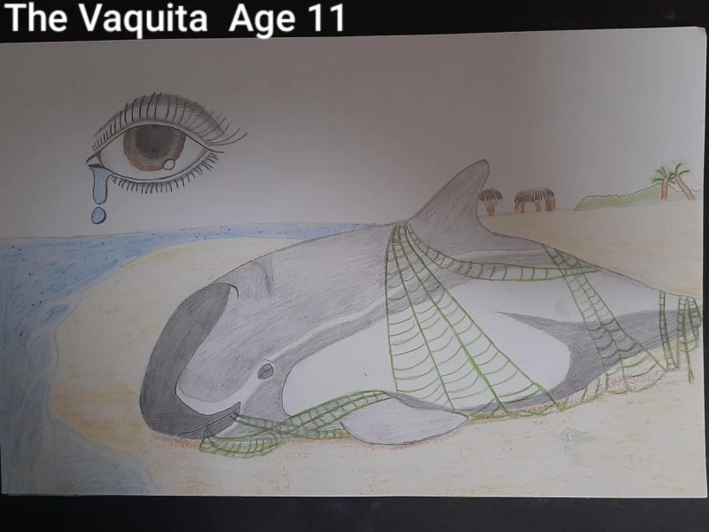 Art Contest Submission of Vaquita trapped in a net