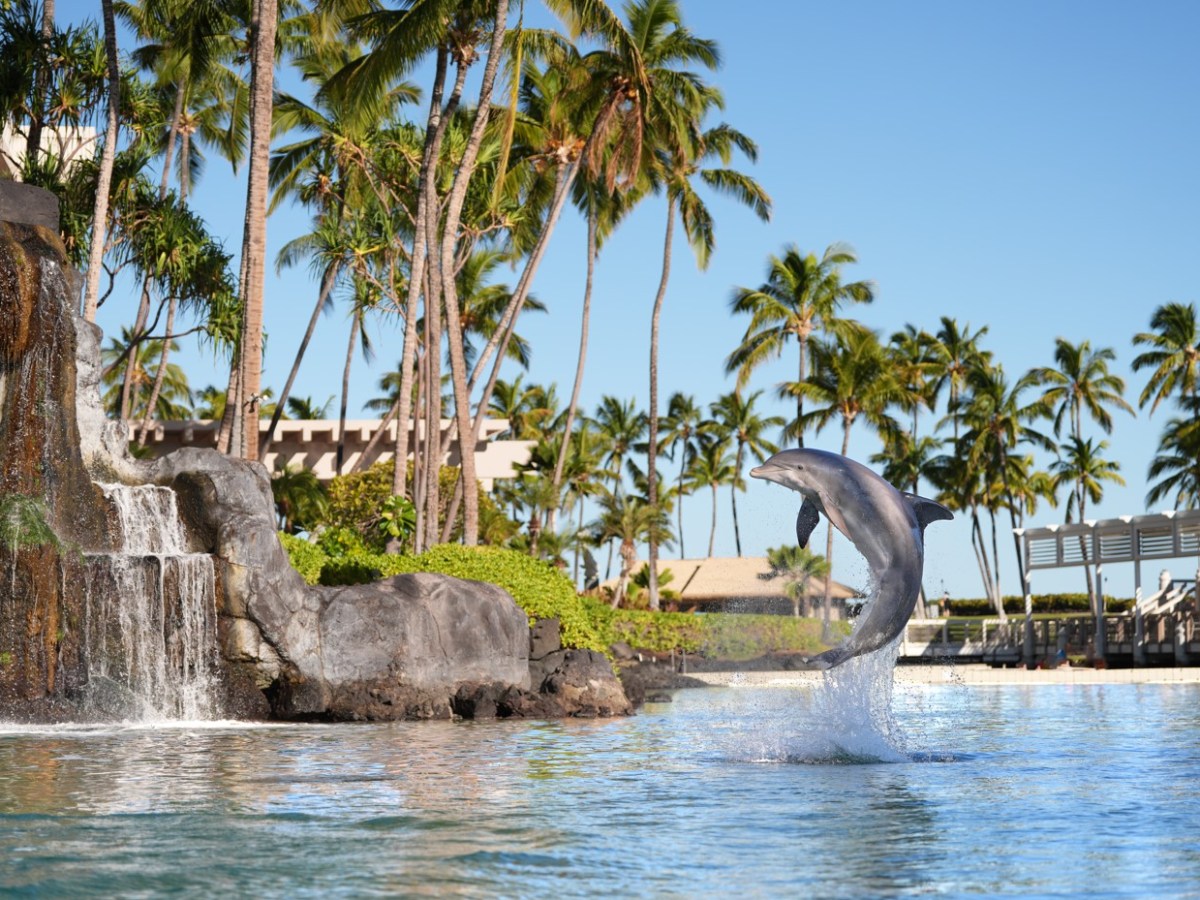 dolphin jumping in Hawaii