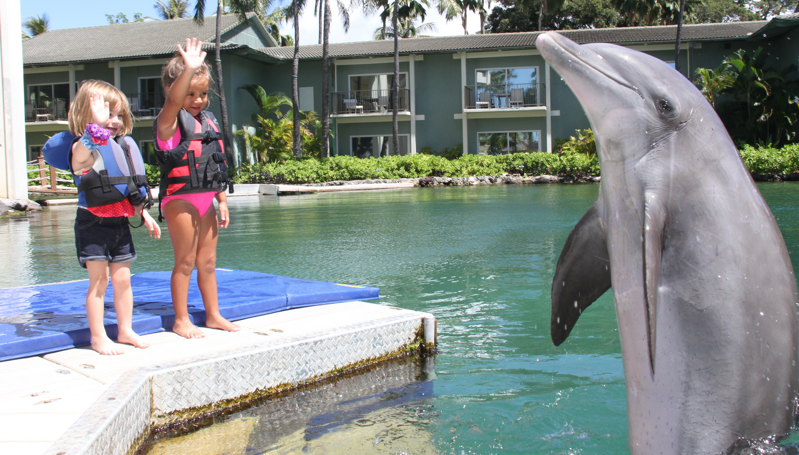 Mini Dolphin Moments | Dolphin Quest