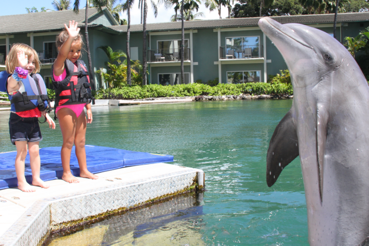 a dolphin jumping out of the water