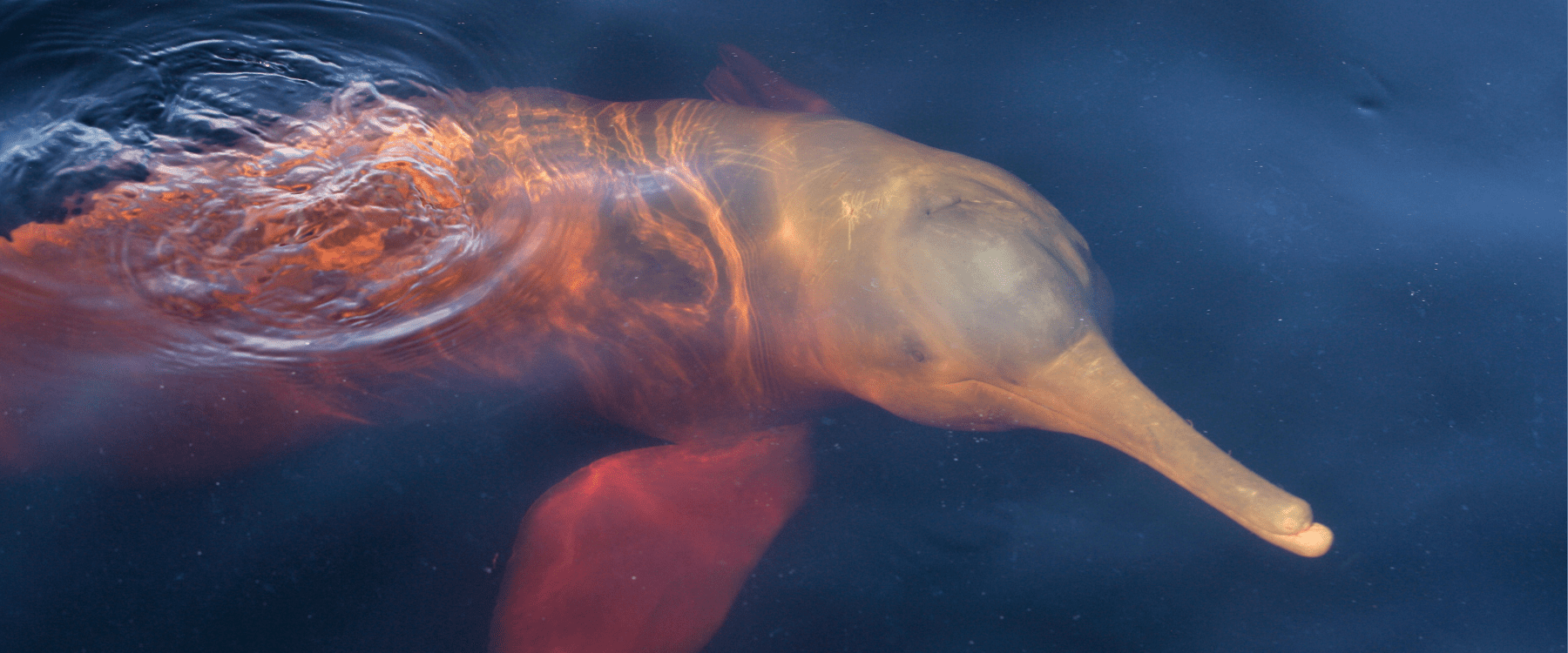 A pink river dolphin swims underwater, creating ripples in the dark water.