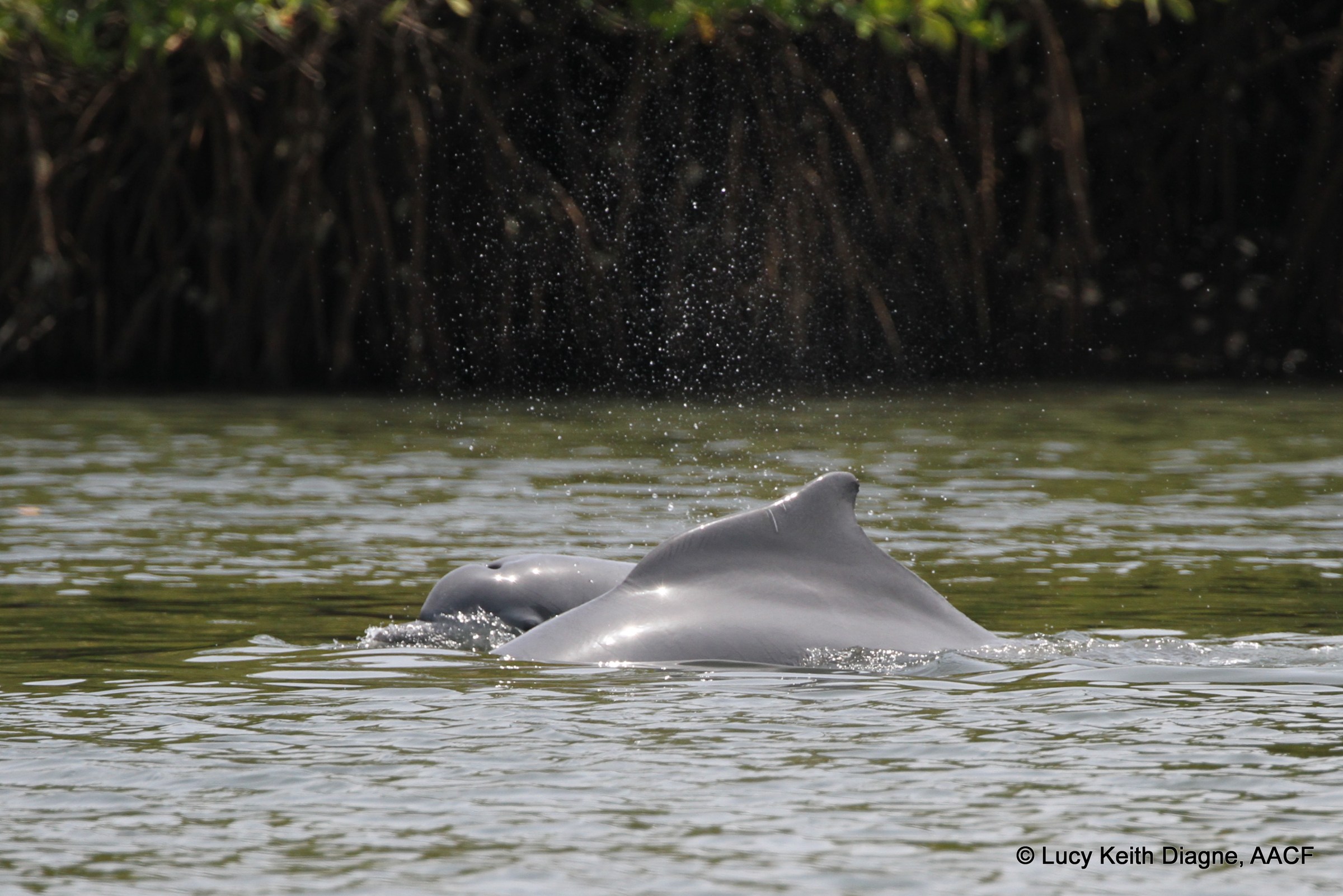 CCAHD_20220327_MBZGUIN_LKDCANONEOSD7_3927 Dolphins swimming in water near mangrove forest.
