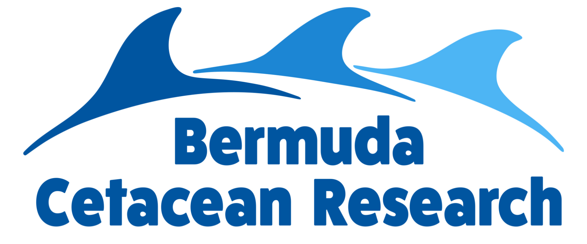 Bermuda Cetacean Research logo with three stylized blue dolphin fins above text.