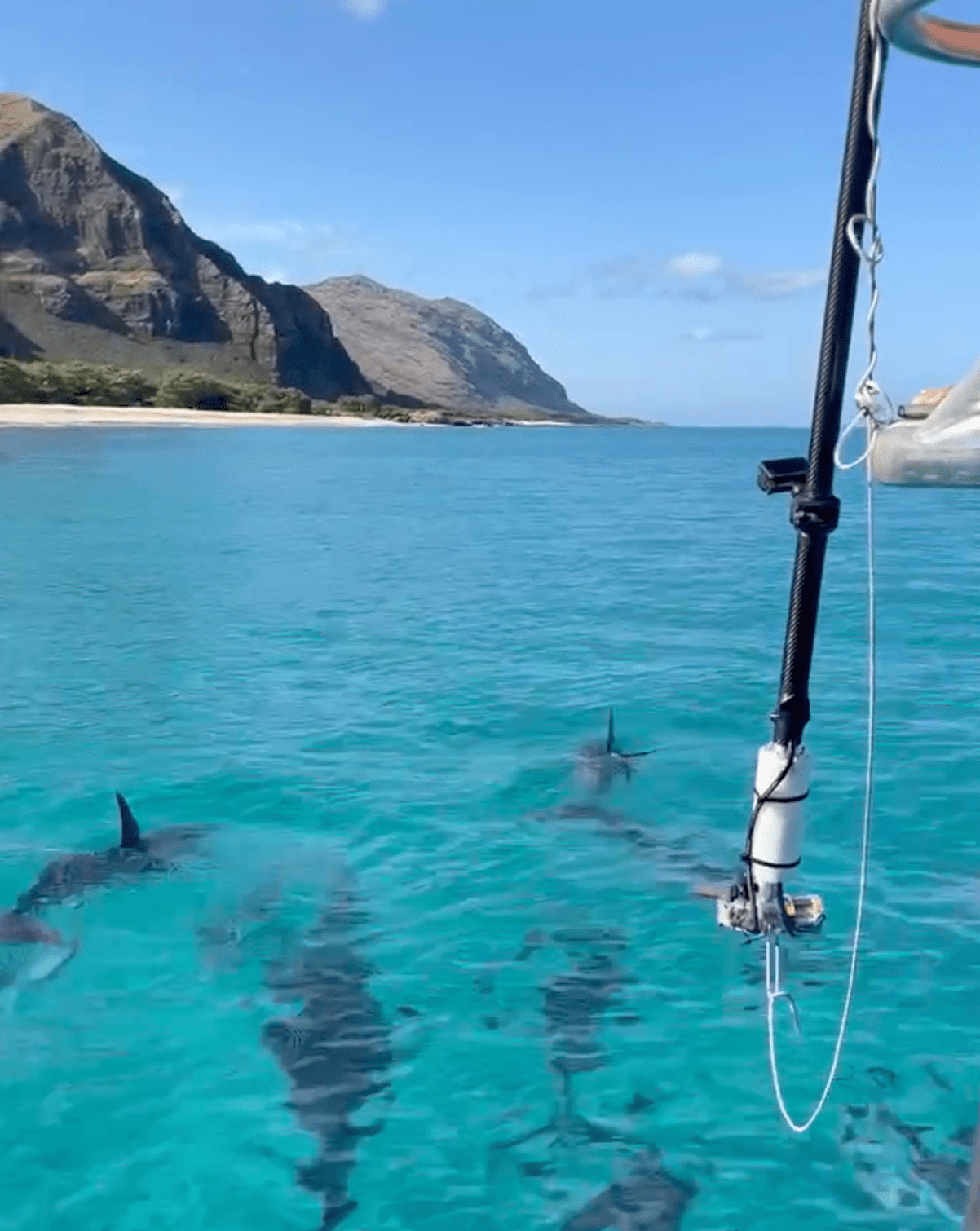 Spinner dolphin with island Clear blue water with dolphins swimming, mountains in background, part of a boat visible on the right.