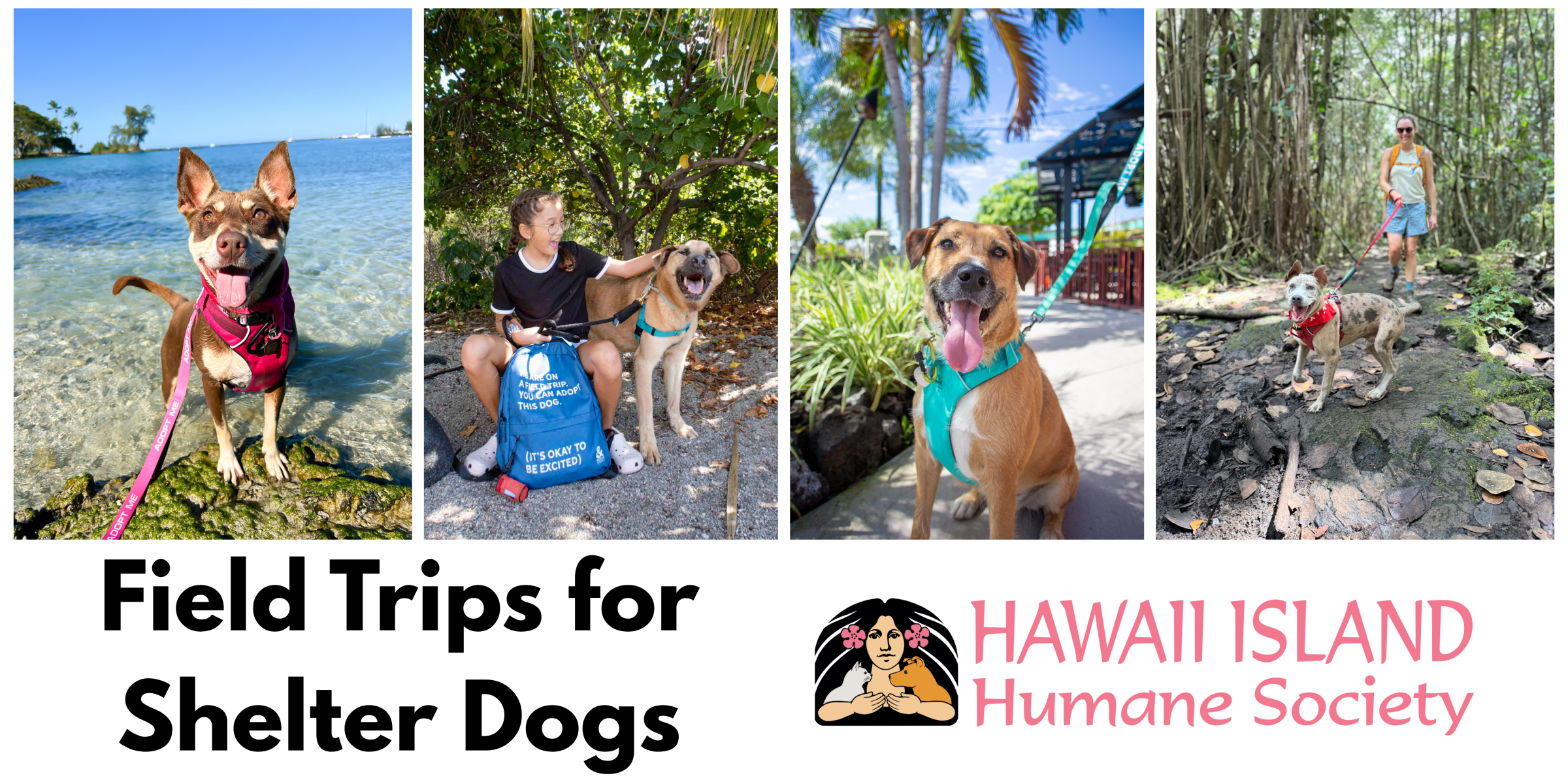 Collage of dogs on field trips, with people walking and playing, Hawaii Island Humane Society logo.