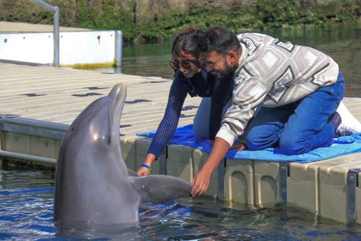 Two people leaning on a dock, smiling and touching a dolphin in the water.