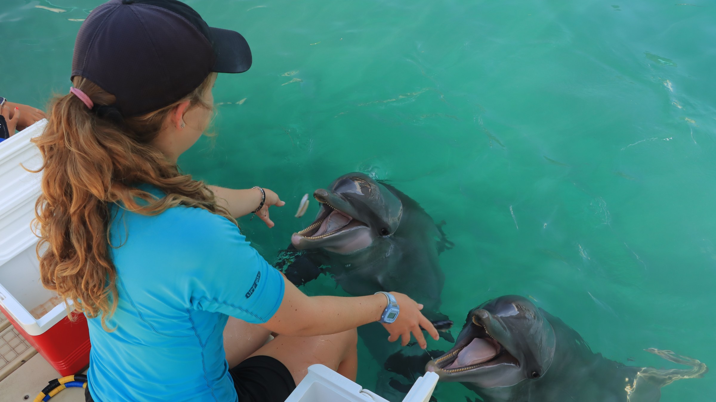 Person in blue shirt and cap feeding two dolphins in turquoise water.