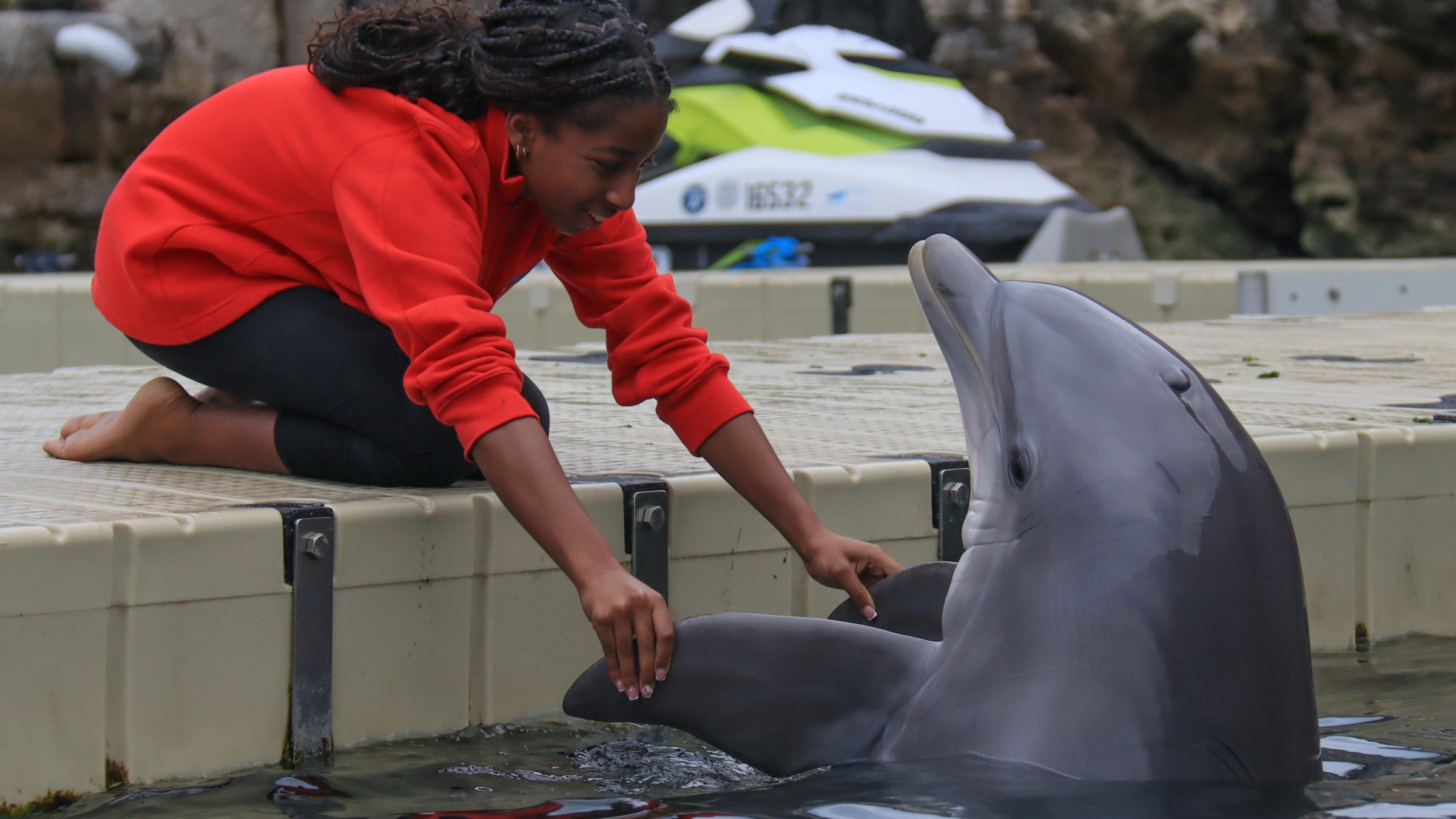 Person in red shirt playing with a dolphin on a dock.