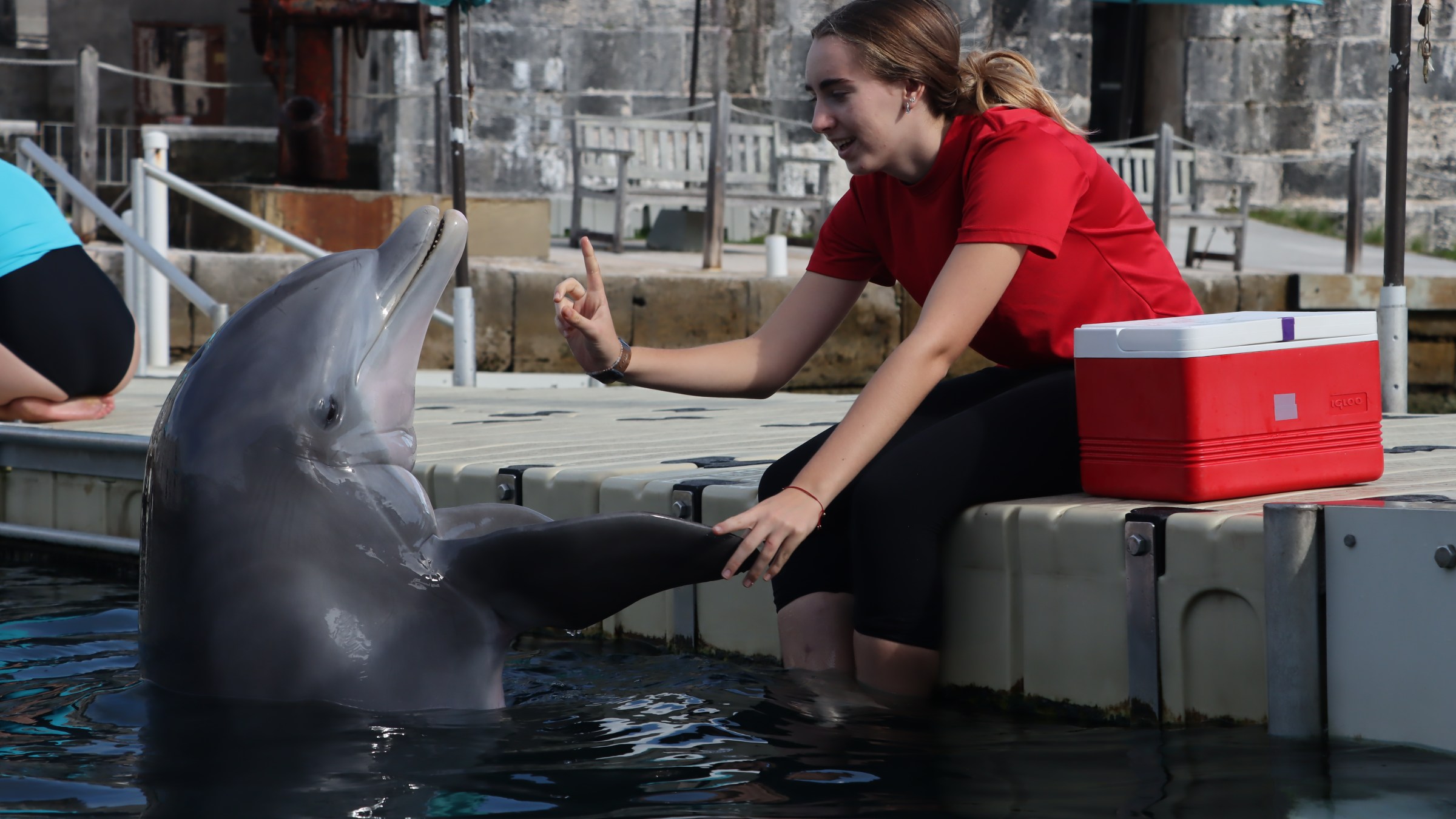 Woman in red shirt interacts with a dolphin at a dockside, holding a cooler nearby.