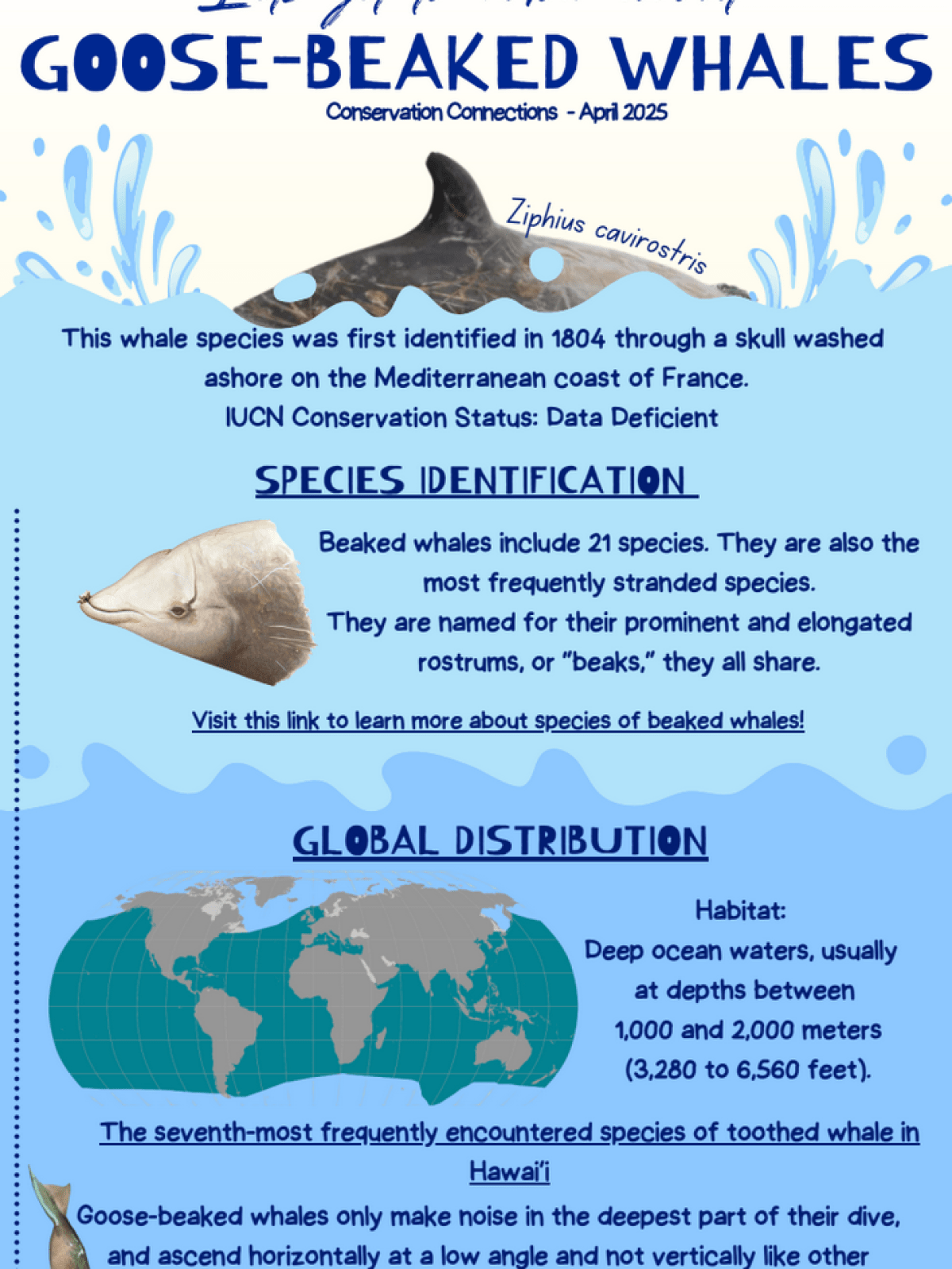 Infographic about Goose-Beaked Whales, including species info and global distribution.