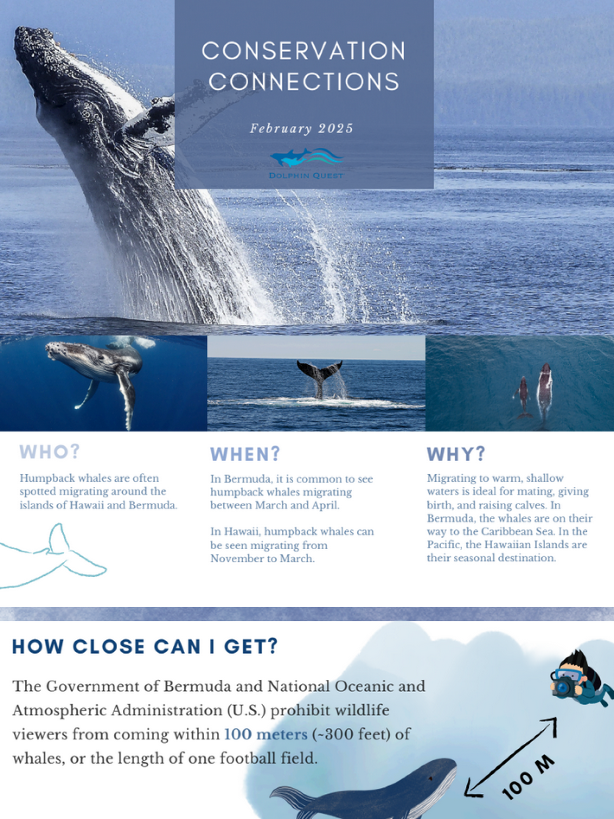 Infographic about humpback whales and migration near Bermuda with whale images and viewing guidelines.