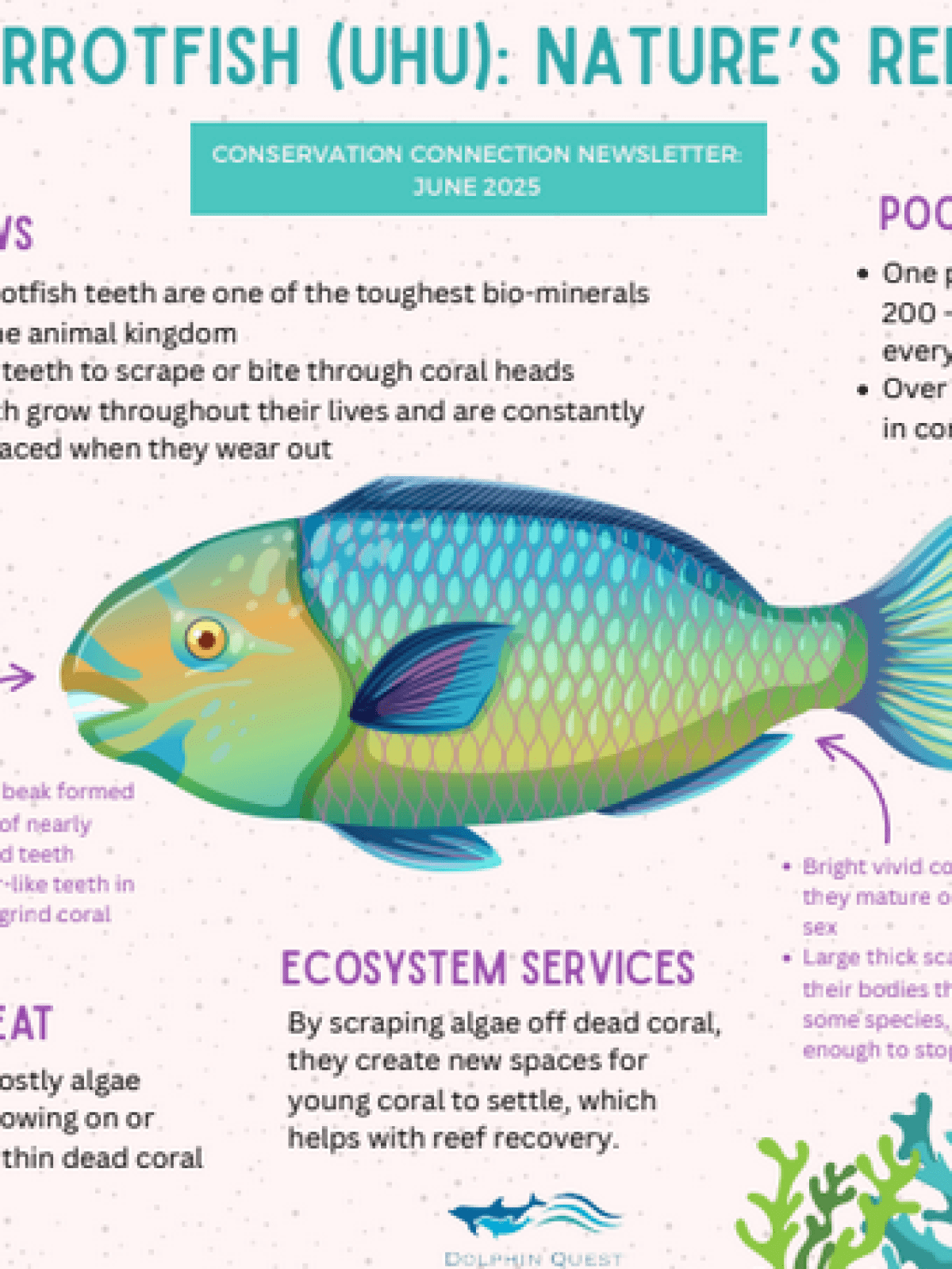 Illustrated parrotfish infographic detailing habitat, diet, and ecological role.