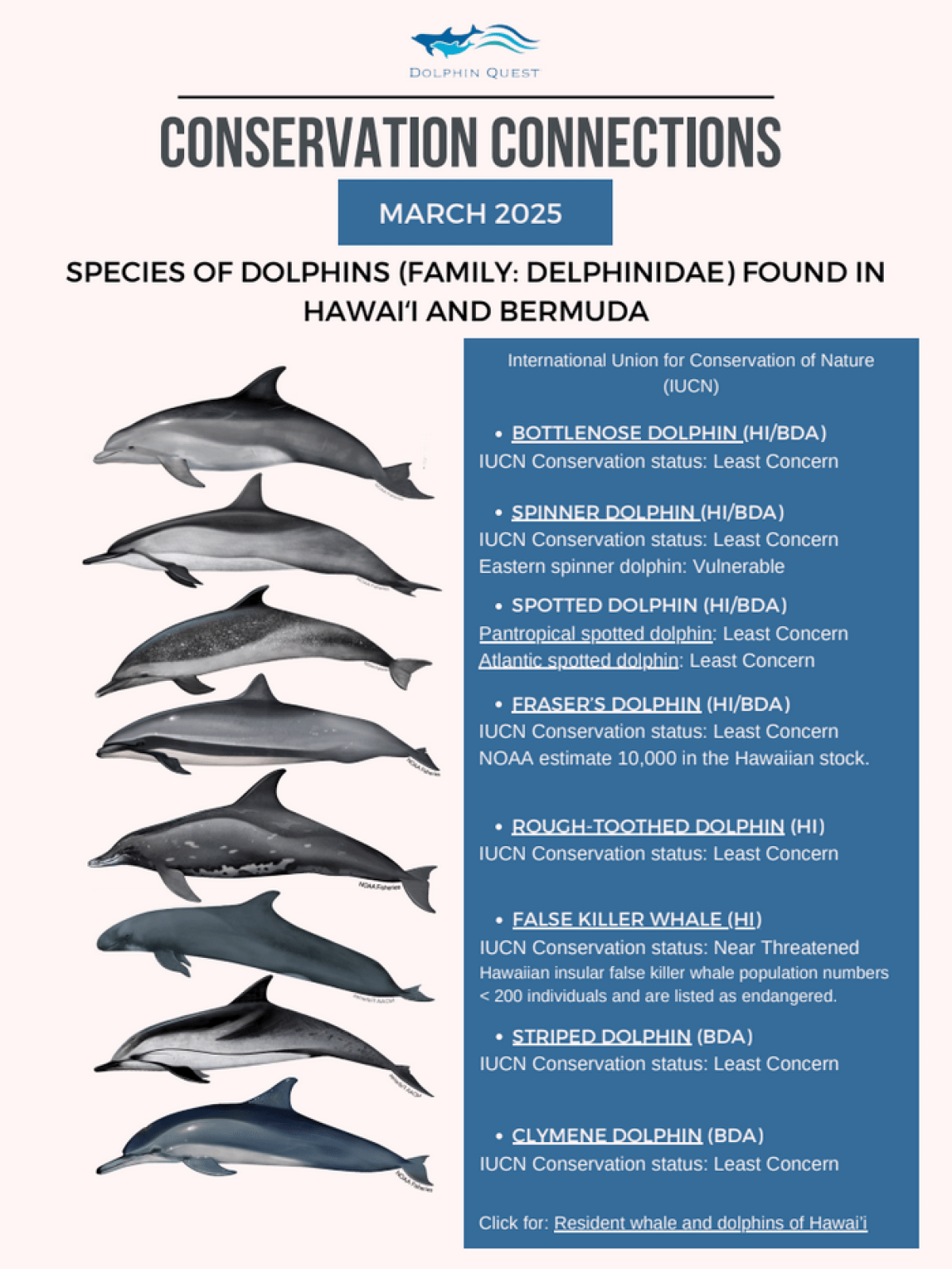 Poster listing various dolphin species found in Hawai'i and Bermuda with conservation statuses.