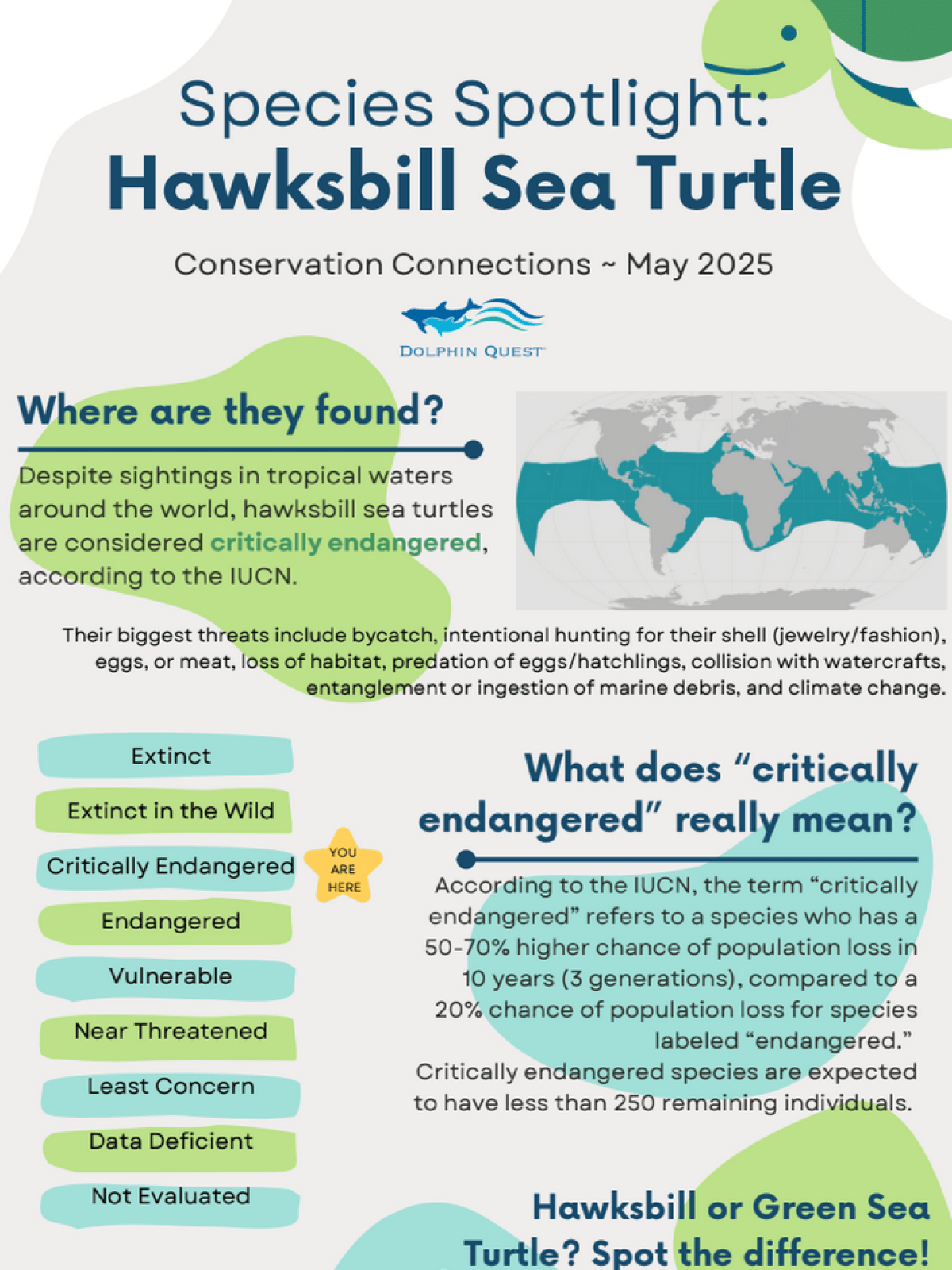 Infographic about critically endangered Hawksbill Sea Turtle with conservation info and threat details.