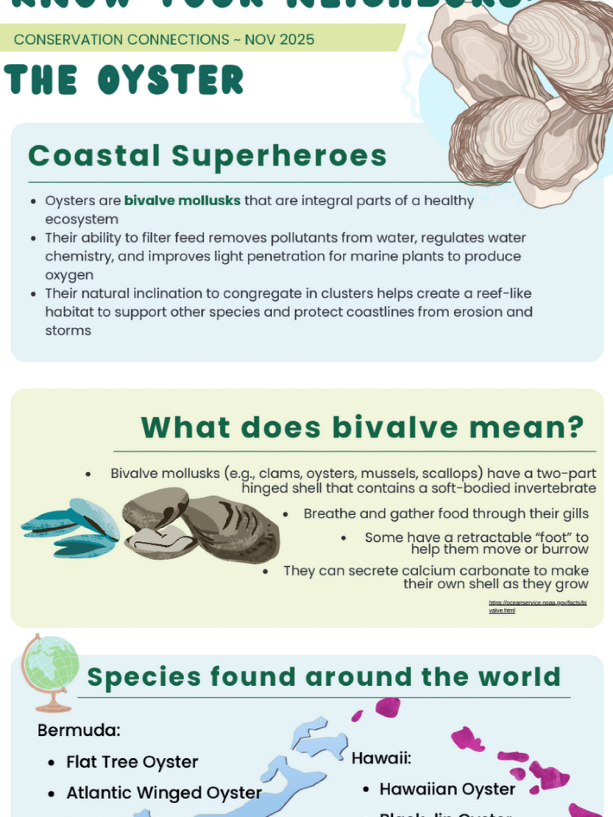 Infographic about oysters as coastal superheroes, their anatomy, and different types around the world.