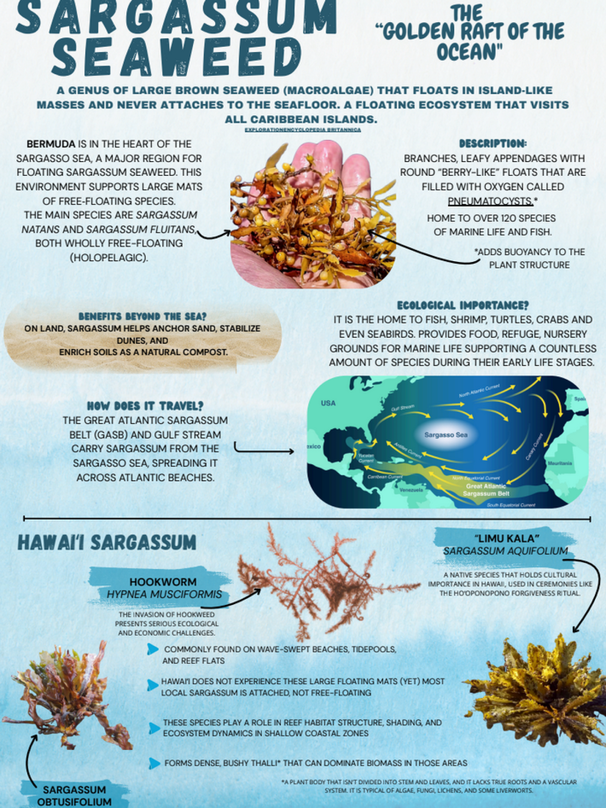 Infographic about sargassum seaweed, its habitat, role, and types, with images of seaweed and organisms.