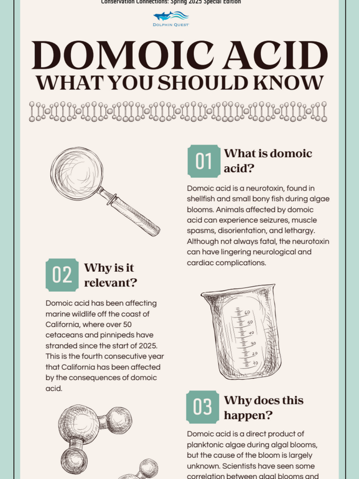 Infographic about domoic acid, effects, and relevance to marine life.
