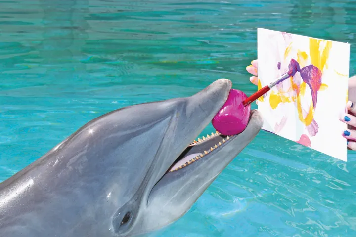 Dolphin painting with a brush in its mouth, assisted by a person in the water.