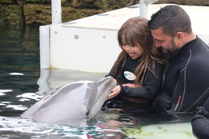Man and child interact with dolphin in pool.