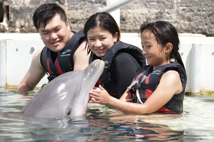 Three people in life vests pet a dolphin in a pool.